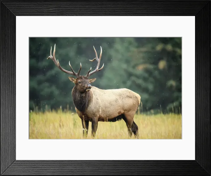 Framed Print : Elk (Cervus elaphus) Rutting bull, Banff National Park, Alberta, Canada Framed Print : Elk (Cervus elaphus) Rutting bull, Banff National Park, Alberta, Canada