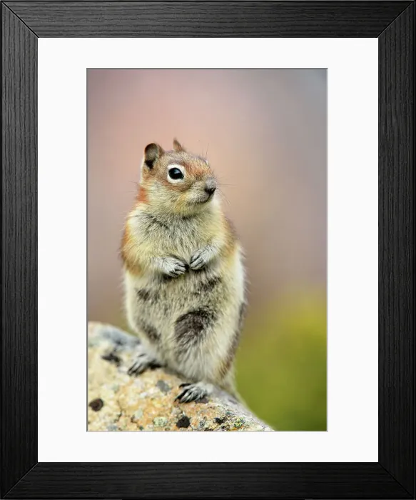 Framed Print : Golden mantled ground squirrel (Spermophilus lateralis), Jasper National Park, Alberta, Canada Framed Print : Golden mantled ground squirrel (Spermophilus lateralis), Jasper National Park, Alberta, Canada