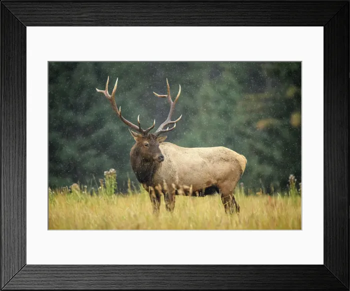 Framed Print : Elk (Cervus elaphus) Rutting bull, Banff National Park, Alberta, Canada Framed Print : Elk (Cervus elaphus) Rutting bull, Banff National Park, Alberta, Canada