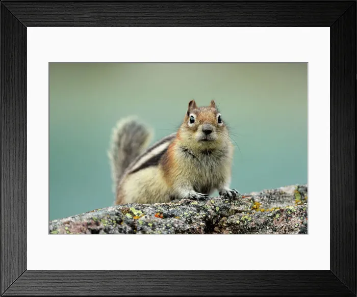 Framed Print : Golden mantled ground squirrel (Spermophilus lateralis), Jasper National Park, Alberta, Canada Framed Print : Golden mantled ground squirrel (Spermophilus lateralis), Jasper National Park, Alberta, Canada