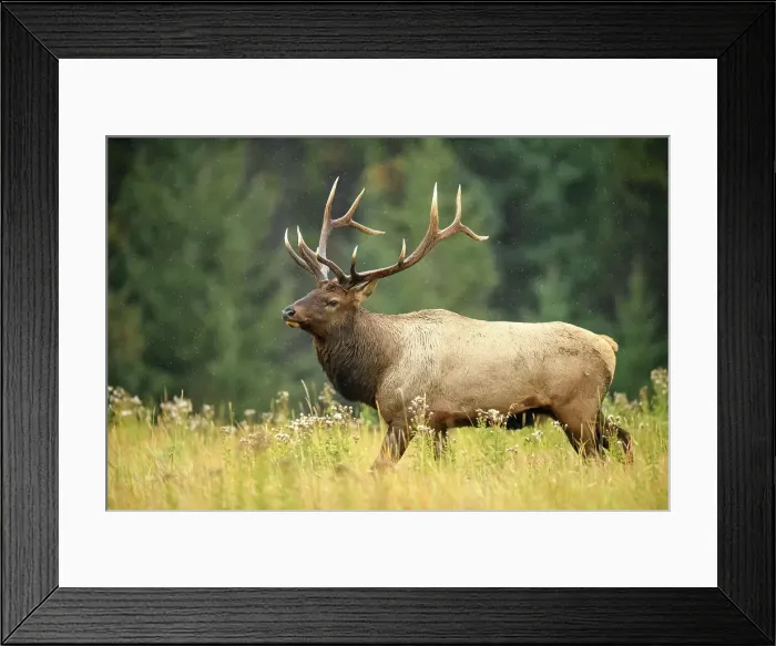 Framed Print : Elk (Cervus elaphus) Rutting bull, Banff National Park, Alberta, Canada Framed Print : Elk (Cervus elaphus) Rutting bull, Banff National Park, Alberta, Canada
