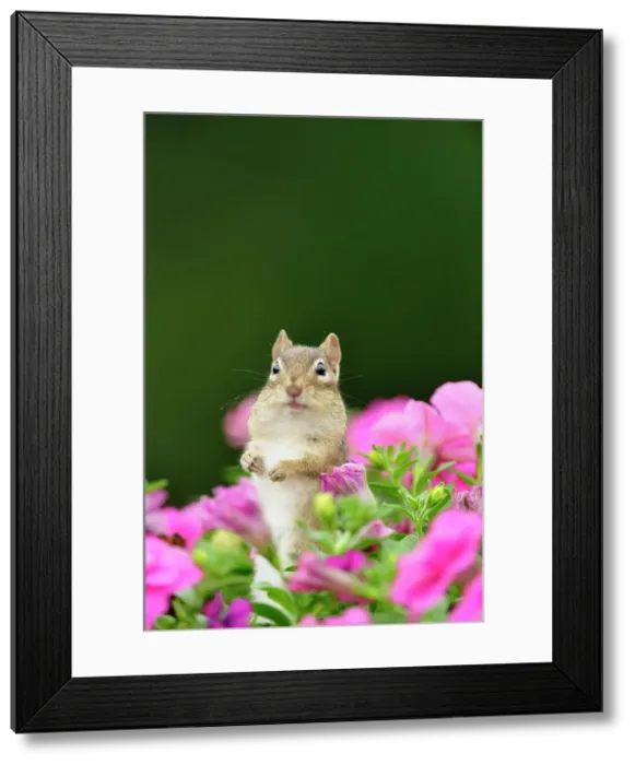 Framed Print : Eastern Chipmunk (Tamias striatus) Investigating flower planter with petunias, Greater Sudbury (Lively), Ontario, Canada Framed Print : Eastern Chipmunk (Tamias striatus) Investigating flower planter with petunias, Greater Sudbury (Lively), Ontario, Canada