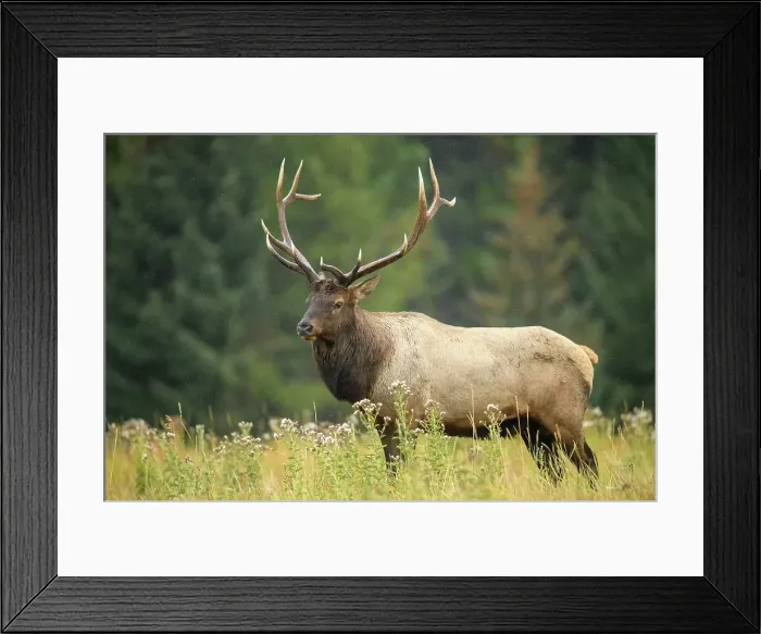 Framed Print : Elk (Cervus elaphus) Rutting bull, Banff National Park, Alberta, Canada Framed Print : Elk (Cervus elaphus) Rutting bull, Banff National Park, Alberta, Canada