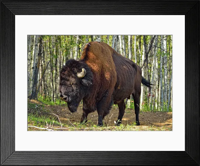 Framed Print : Wood Buffalo / Bison (Bison bison athabascae) Roadside bull, Wood Buffalo National Park, Alberta, Canada