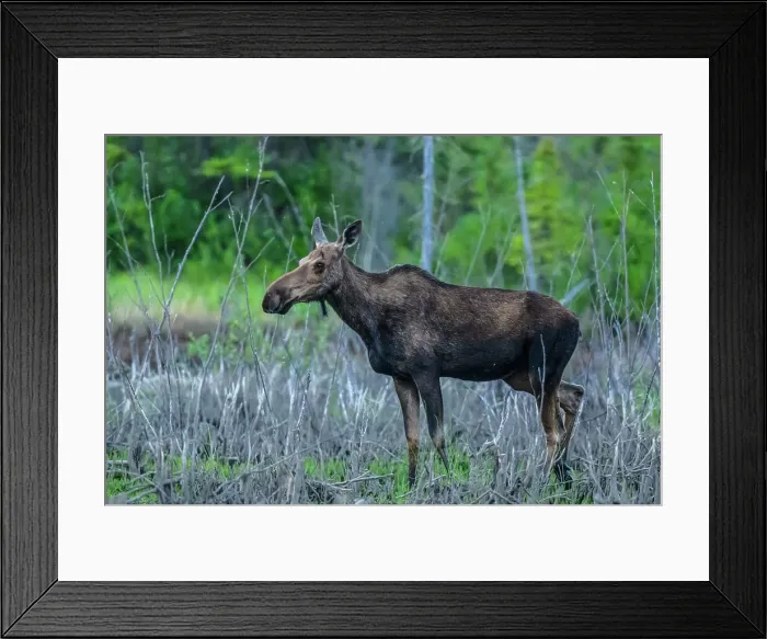 Framed Print : Moose (Alces alces) Cow moose with calf foraging for aquatic vegetation in a beaver pond, Toad River RV park, BC British Columbia, Canada Framed Print : Moose (Alces alces) Cow moose with calf foraging for aquatic vegetation in a beaver pond, Toad River RV park, BC British Columbia, Canada