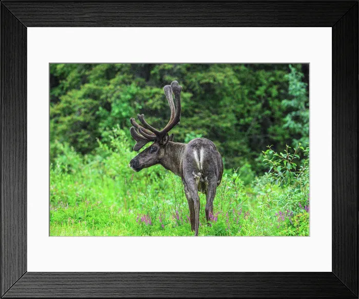 Framed Print : Woodland caribou (Rangifer tarandus) Roadside bull, Tetsa River, British Columbia BC, Canada Framed Print : Woodland caribou (Rangifer tarandus) Roadside bull, Tetsa River, British Columbia BC, Canada