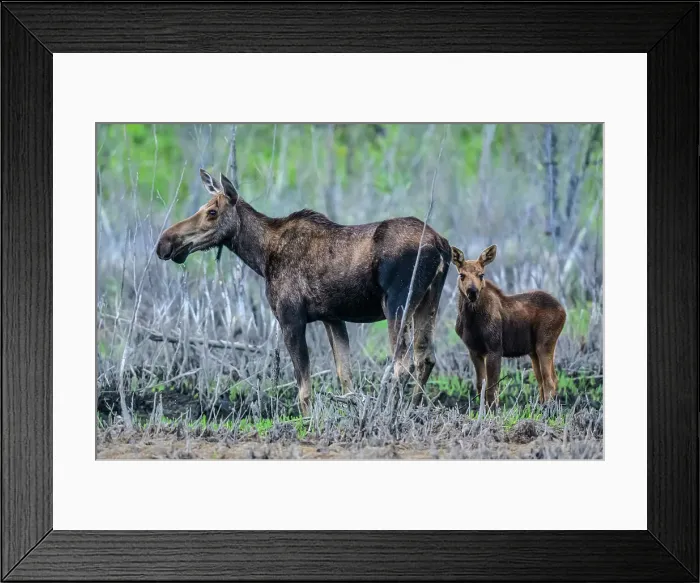 Framed Print : Moose (Alces alces) Cow moose with calf foraging for aquatic vegetation in a beaver pond, Toad River RV park, BC British Columbia, Canada