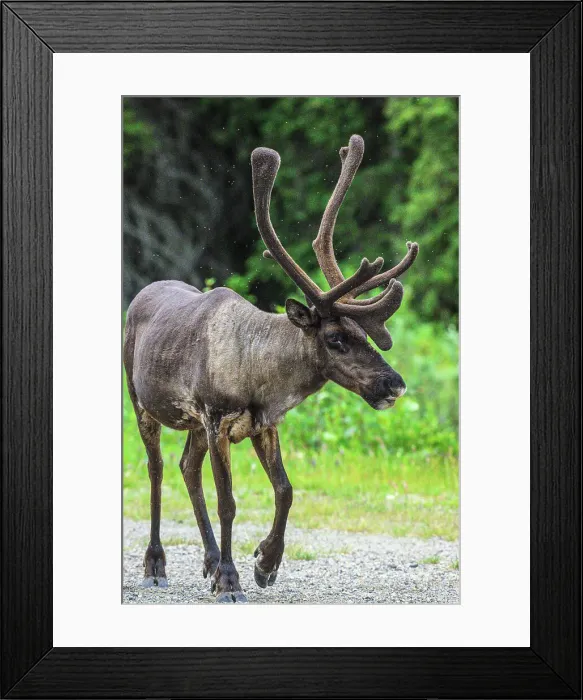 Framed Print : Woodland caribou (Rangifer tarandus) Roadside bull attracted to minerals in gravel, Tetsa River, British Columbia BC, Canada Framed Print : Woodland caribou (Rangifer tarandus) Roadside bull attracted to minerals in gravel, Tetsa River, British Columbia BC, Canada
