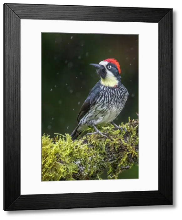 Framed Print : Acron Woodpecker (Melanerpes formicivorus), Costa Rica Framed Print : Acron Woodpecker (Melanerpes formicivorus), Costa Rica