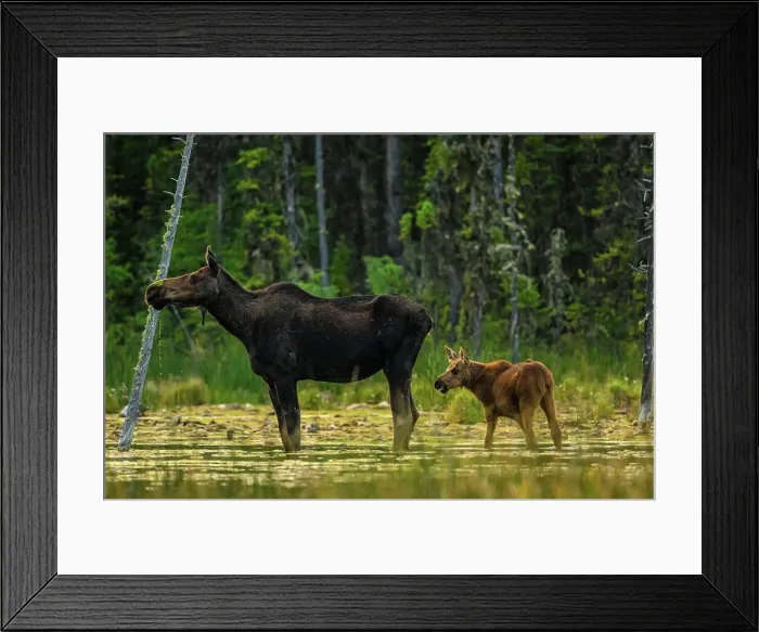 Framed Print : Moose (Alces alces), Liard Hot Springs provincial park, BC British Columbia, Canada Framed Print : Moose (Alces alces), Liard Hot Springs provincial park, BC British Columbia, Canada
