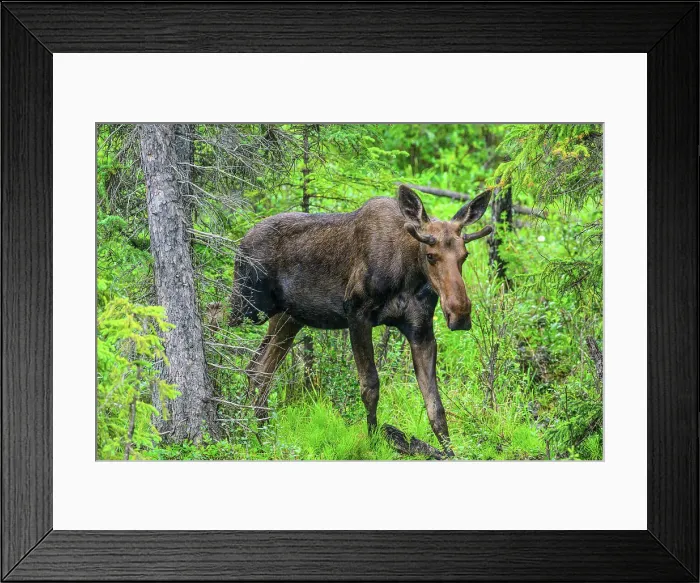 Framed Print : Roadside moose (Alces alces), Muncho Lake Provincial Park, British Columbia BC, Canada Framed Print : Roadside moose (Alces alces), Muncho Lake Provincial Park, British Columbia BC, Canada