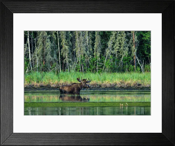 Framed Print : Moose (Alces alces). Bull foraging for aquatic plants in a beaver pond, Toad River, British Columbia BC, Canada Framed Print : Moose (Alces alces). Bull foraging for aquatic plants in a beaver pond, Toad River, British Columbia BC, Canada
