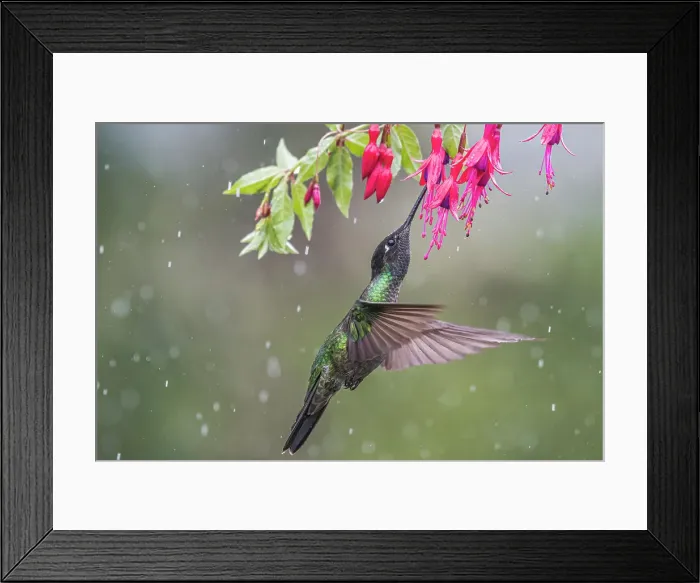 Framed Print : Talamanca Hummingbird (Eugenes spectabilis), Costa Rica Framed Print : Talamanca Hummingbird (Eugenes spectabilis), Costa Rica