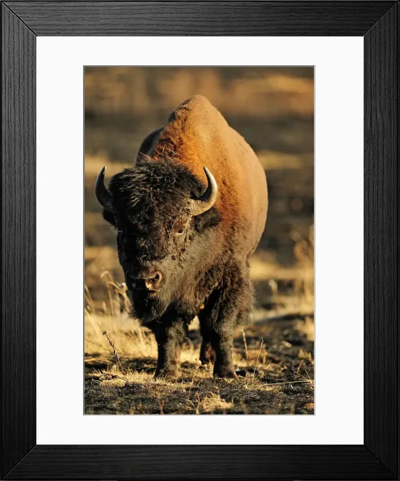 Framed Print : Plains bison (Bison bison) foraging in enclosed paddock shortly after prescribed burn. Riding Mountain National Park, Manitoba, Canada Framed Print : Plains bison (Bison bison) foraging in enclosed paddock shortly after prescribed burn. Riding Mountain National Park, Manitoba, Canada