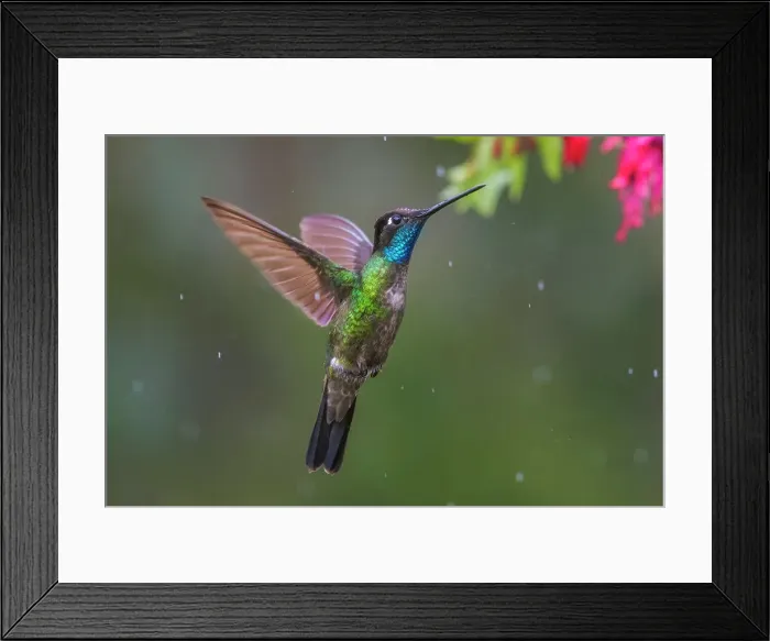 Framed Print : Talamanca Hummingbird (Eugenes spectabilis), Costa Rica Framed Print : Talamanca Hummingbird (Eugenes spectabilis), Costa Rica