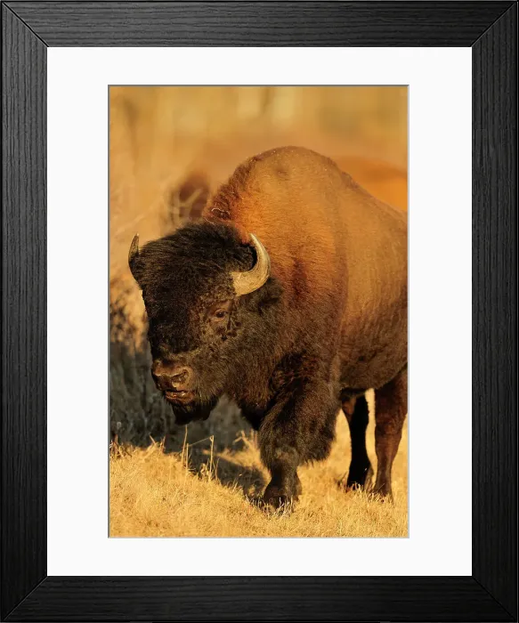 Framed Print : Plains bison (Bison bison) foraging in enclosed paddock, Riding Mountain National Park, Manitoba, Canada Framed Print : Plains bison (Bison bison) foraging in enclosed paddock, Riding Mountain National Park, Manitoba, Canada