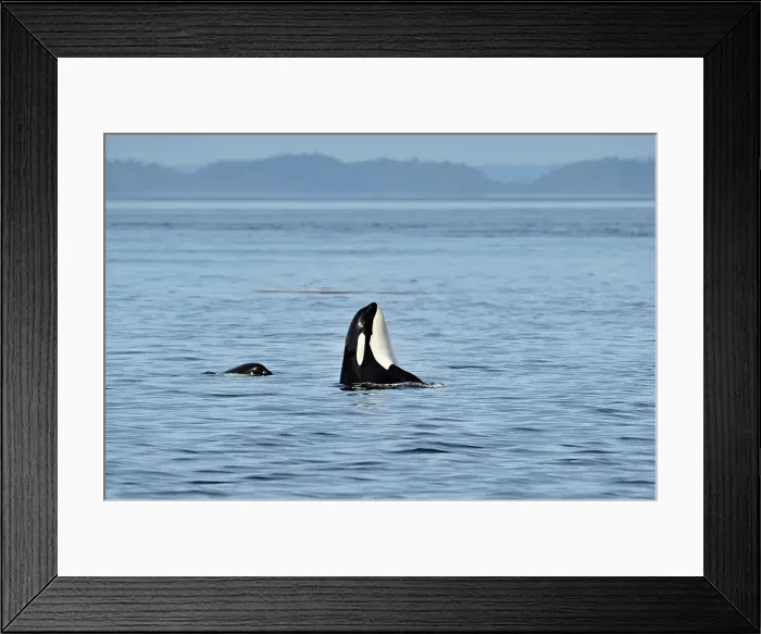 Framed Print : Killer whale (Orcinus orca) Member of Resident pod displaying spy hopping behaviour, Johnstone Strait, Vancouver Is, British Columbia, Canada Framed Print : Killer whale (Orcinus orca) Member of Resident pod displaying spy hopping behaviour, Johnstone Strait, Vancouver Is, British Columbia, Canada