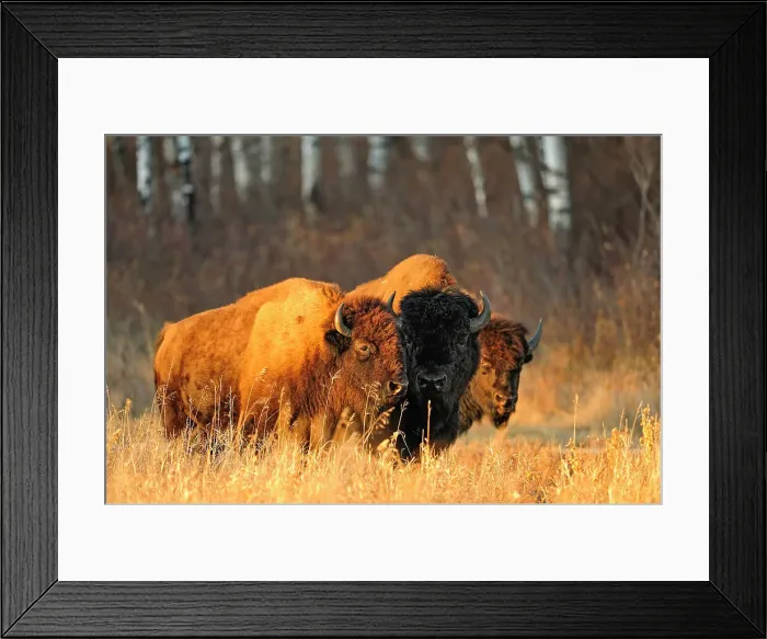 Framed Print : Plains bison (Bison bison) Bull and cows in rut, Riding Mountain National Park, Manitoba, Canada Framed Print : Plains bison (Bison bison) Bull and cows in rut, Riding Mountain National Park, Manitoba, Canada