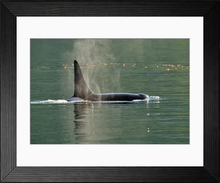 Framed Print : Killer whale (Orcinus orca) Bull member of the Resident pod in its summer salmon feeding territory, Johnstone Strait, Vancouver Is. British Columbia, Canada Framed Print : Killer whale (Orcinus orca) Bull member of the Resident pod in its summer salmon feeding territory, Johnstone Strait, Vancouver Is. British Columbia, Canada