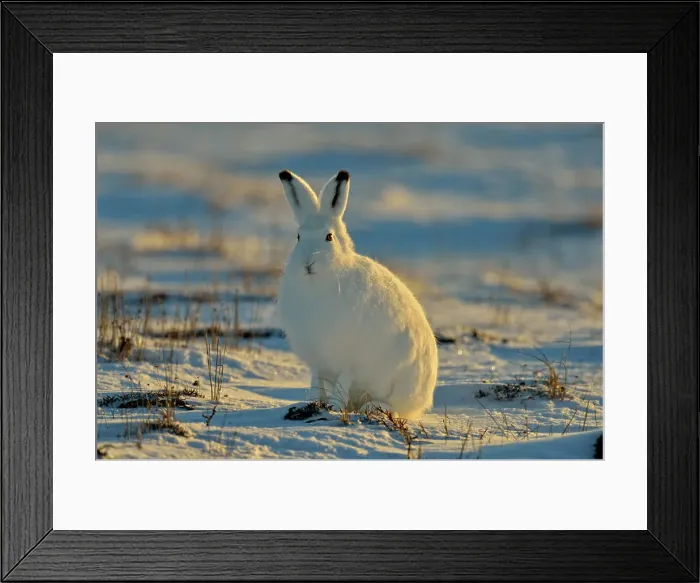 Framed Print : Arctic Hare (Lepus arcticus), Wapusk NP, Cape Churchill, Manitoba, Canada Framed Print : Arctic Hare (Lepus arcticus), Wapusk NP, Cape Churchill, Manitoba, Canada