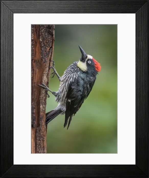 Framed Print : Acorn Woodpecker (Melanerpes formicivorus), Costa Rica Framed Print : Acorn Woodpecker (Melanerpes formicivorus), Costa Rica