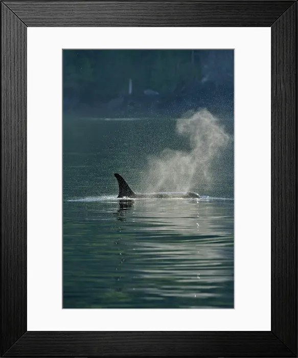Framed Print : Killer whale (Orcinus orca) Female of Resident population in summer territory, Johnstone Strait, Vancouver Is. British Columbia, Canada Framed Print : Killer whale (Orcinus orca) Female of Resident population in summer territory, Johnstone Strait, Vancouver Is. British Columbia, Canada
