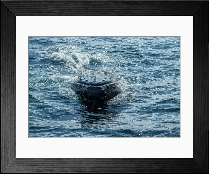 Framed Print : Humpback whales feeding and hunting for capelin, near St. Anthony, Newfoundland and Labrador NL, Canada Framed Print : Humpback whales feeding and hunting for capelin, near St. Anthony, Newfoundland and Labrador NL, Canada