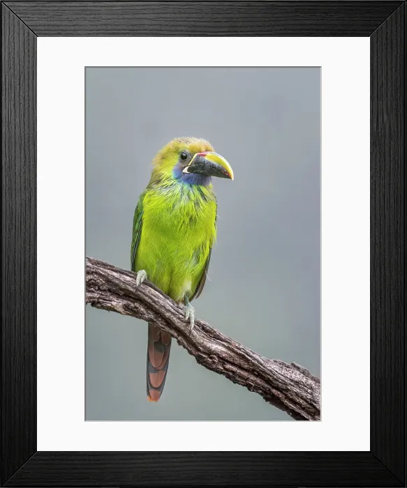 Framed Print : Emerald Toucanet (Aulacorhynchus prasinus), Costa Rica Framed Print : Emerald Toucanet (Aulacorhynchus prasinus), Costa Rica