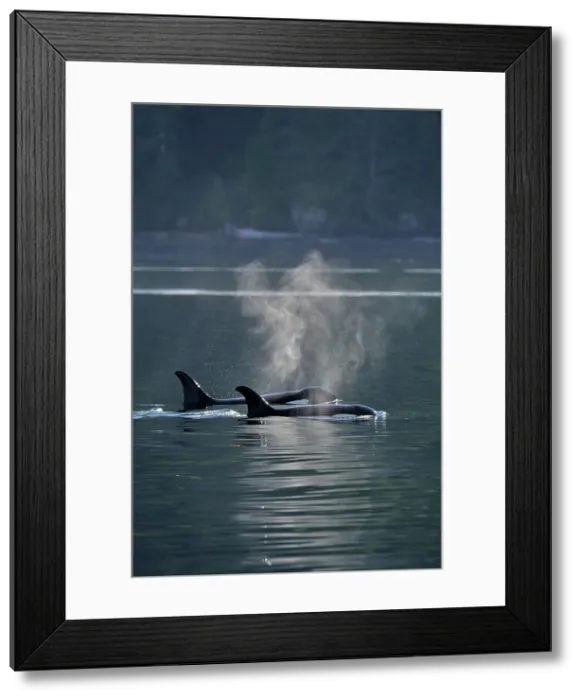 Framed Print : Killer whale (Orcinus orca) Two members of the Resident population pod in summer territory, Johnstone Strait, Vancouver Is. British Columbia, Canada Framed Print : Killer whale (Orcinus orca) Two members of the Resident population pod in summer territory, Johnstone Strait, Vancouver Is. British Columbia, Canada