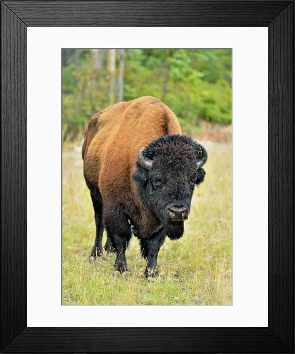 Framed Print : American bison Wood buffalo (Bison bison) Roadside bull grazing on grasses, Mackenzie River Wood Buffalo management area, Northwest Territories, Canada Framed Print : American bison Wood buffalo (Bison bison) Roadside bull grazing on grasses, Mackenzie River Wood Buffalo management area, Northwest Territories, Canada