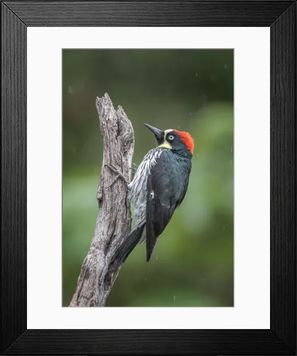 Framed Print : Acorn Woodpecker (Melanerpes formicivorus), Costa Rica Framed Print : Acorn Woodpecker (Melanerpes formicivorus), Costa Rica