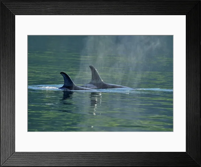 Framed Print : Killer whale (Orcinus orca) Two members of the Resident population pod in summer territory, Johnstone Strait, Vancouver Is. British Columbia, Canada Framed Print : Killer whale (Orcinus orca) Two members of the Resident population pod in summer territory, Johnstone Strait, Vancouver Is. British Columbia, Canada
