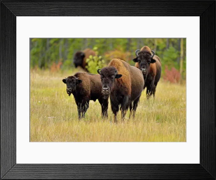 Framed Print : Wood Buffalo / Bison (Bison bison athabascae) Mother with first-year calf and bull, Mackenzie Management Area, Northwest Territories, Canada Framed Print : Wood Buffalo / Bison (Bison bison athabascae) Mother with first-year calf and bull, Mackenzie Management Area, Northwest Territories, Canada