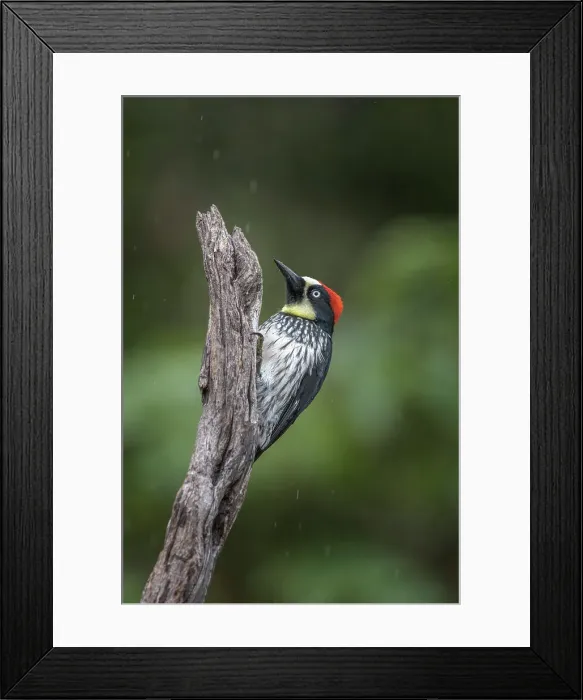 Framed Print : Acorn Woodpecker (Melanerpes formicivorus), Costa Rica Framed Print : Acorn Woodpecker (Melanerpes formicivorus), Costa Rica