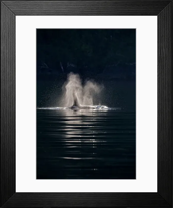 Framed Print : Killer whale (Orcinus orca) Bull member of the Resident pod in its summer salmon feeding territory, Johnstone Strait, Vancouver Is. British Columbia, Canada Framed Print : Killer whale (Orcinus orca) Bull member of the Resident pod in its summer salmon feeding territory, Johnstone Strait, Vancouver Is. British Columbia, Canada