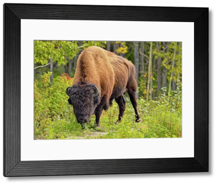Framed Print : Wood Buffalo / Bison (Bison bison athabascae) Roadside bull grazing on grass, Fort Providence, Northwest Territories, Canada Framed Print : Wood Buffalo / Bison (Bison bison athabascae) Roadside bull grazing on grass, Fort Providence, Northwest Territories, Canada