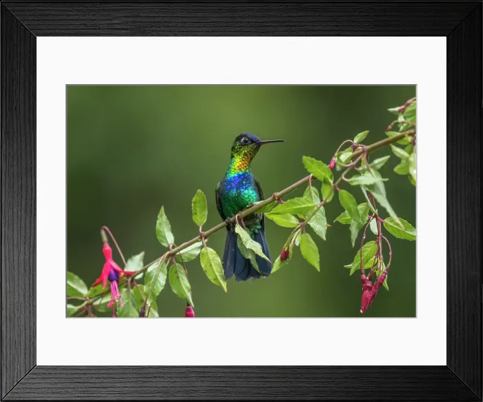 Framed Print : Fiery-throated Hummingbird (Panterpe insignis), Costa Rica Framed Print : Fiery-throated Hummingbird (Panterpe insignis), Costa Rica