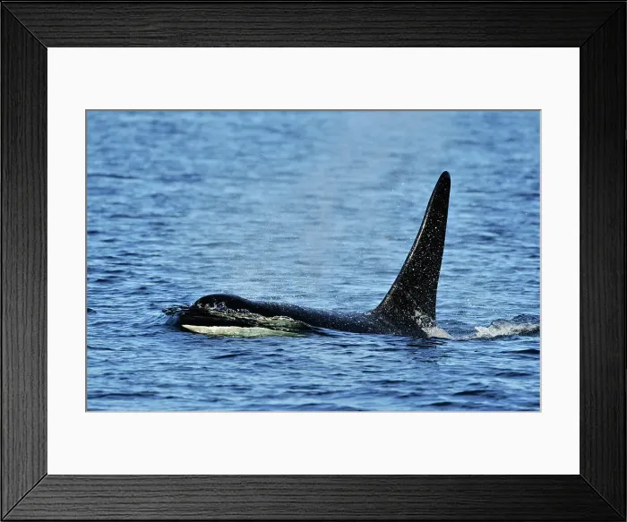 Framed Print : killer whale (Orcinus orca) Bull member of the Resident pod in its summer salmon feeding territory, Johnstone Strait, Vancouver Is. British Columbia, Canada Framed Print : killer whale (Orcinus orca) Bull member of the Resident pod in its summer salmon feeding territory, Johnstone Strait, Vancouver Is. British Columbia, Canada