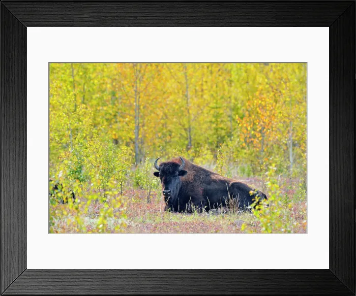 Framed Print : American bison Wood buffalo (Bison bison), Fort Providence, Northwest Territories, Canada Framed Print : American bison Wood buffalo (Bison bison), Fort Providence, Northwest Territories, Canada