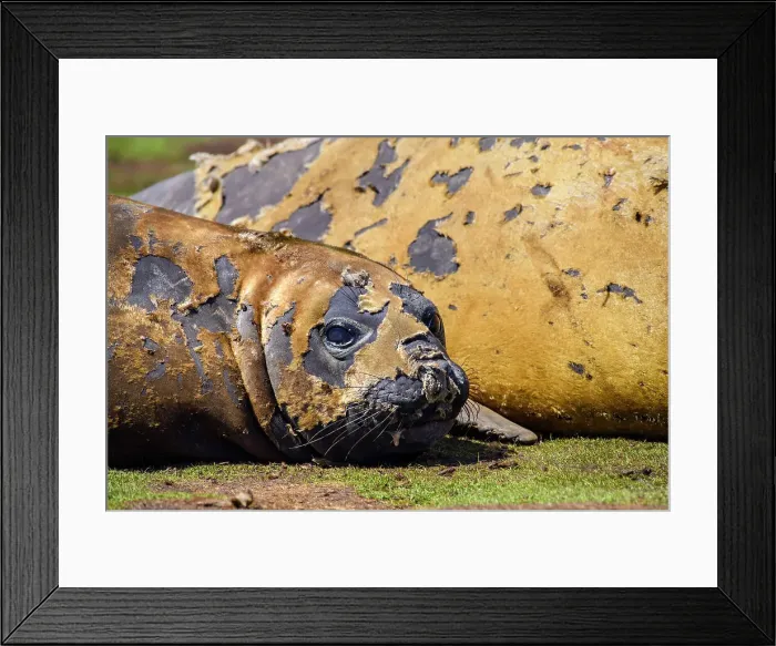 Framed Print : Southern elephant seal (Mirounga leonina), Carcass Island, West Falkland, Falkland Islands Framed Print : Southern elephant seal (Mirounga leonina), Carcass Island, West Falkland, Falkland Islands