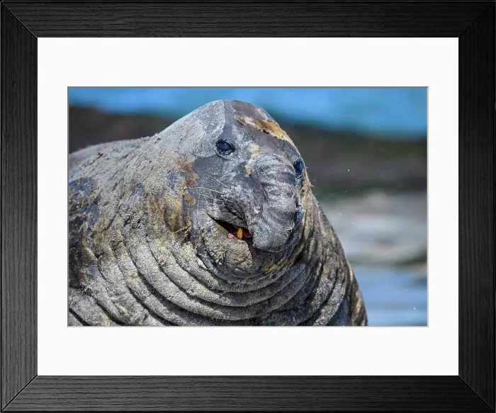 Framed Print : Southern elephant seal (Mirounga leonina), Sea Lion Island, East Falkland, Falkland Islands Framed Print : Southern elephant seal (Mirounga leonina), Sea Lion Island, East Falkland, Falkland Islands