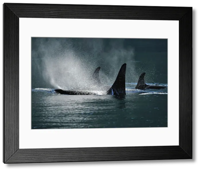 Framed Print : Killer whale (Orcinus orca) Resident pod in summer feeding territory, Johnstone Strait, Vancouver Is. British Columbia, Canada Framed Print : Killer whale (Orcinus orca) Resident pod in summer feeding territory, Johnstone Strait, Vancouver Is. British Columbia, Canada