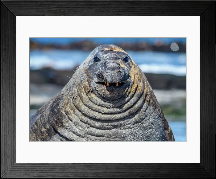 Framed Print : Southern elephant seal (Mirounga leonina), Sea Lion Island, East Falkland, Falkland Islands Framed Print : Southern elephant seal (Mirounga leonina), Sea Lion Island, East Falkland, Falkland Islands
