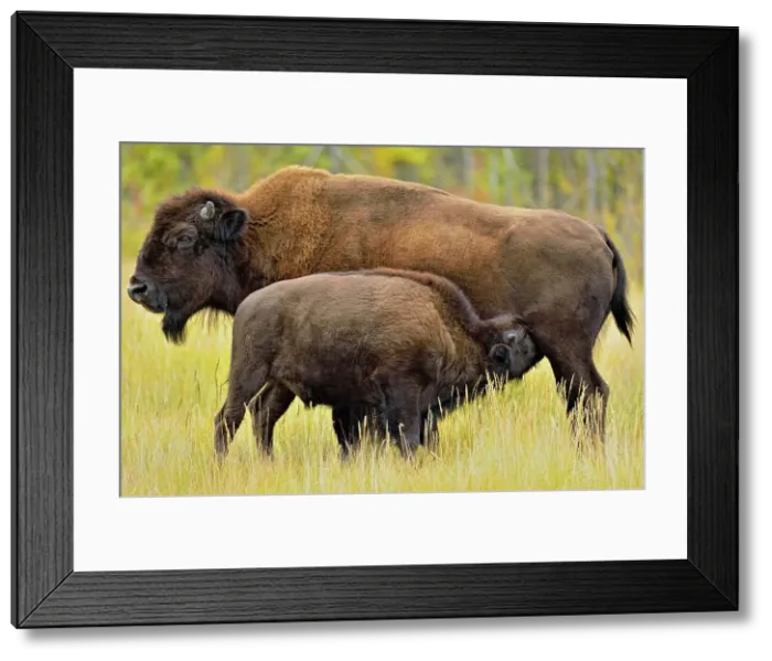 Framed Print : Wood Buffalo / Bison (Bison bison athabascae) Late-summer calf nursing with mother, Mackenzie Management Area, Northwest Territories, Canada Framed Print : Wood Buffalo / Bison (Bison bison athabascae) Late-summer calf nursing with mother, Mackenzie Management Area, Northwest Territories, Canada