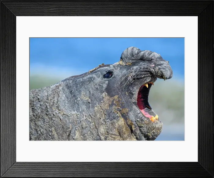 Framed Print : Southern elephant seal (Mirounga leonina), Sea Lion Island, East Falkland, Falkland Islands