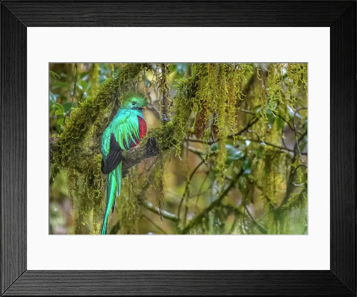 Framed Print : Resplendent Quetzal (Pharomachrus mocinno), Costa Rica Framed Print : Resplendent Quetzal (Pharomachrus mocinno), Costa Rica