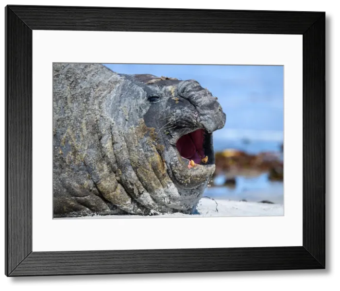Framed Print : Southern elephant seal (Mirounga leonina), Sea Lion Island, East Falkland, Falkland Islands Framed Print : Southern elephant seal (Mirounga leonina), Sea Lion Island, East Falkland, Falkland Islands