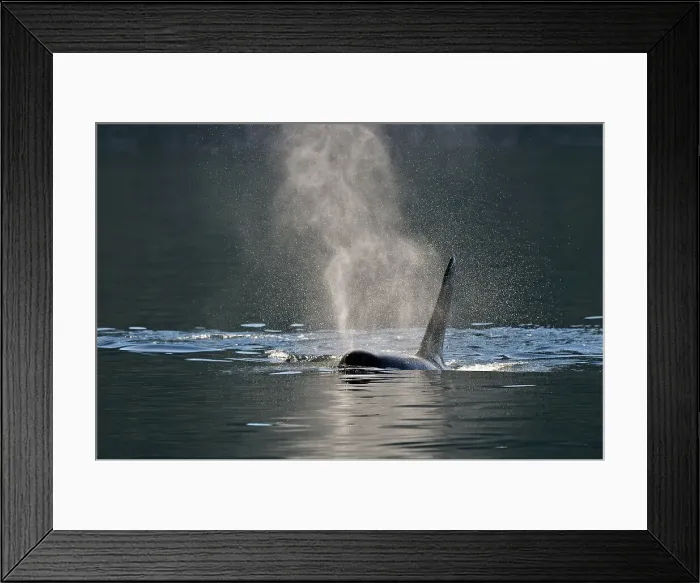 Framed Print : Killer whale (Orcinus orca) Bull member of the Resident pod in its summer salmon feeding territory, Johnstone Strait, Vancouver Is. British Columbia, Canada Framed Print : Killer whale (Orcinus orca) Bull member of the Resident pod in its summer salmon feeding territory, Johnstone Strait, Vancouver Is. British Columbia, Canada