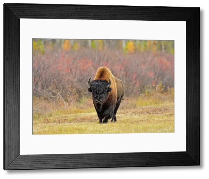 Framed Print : Wood bison / buffalo (Bison bison athabascae) Roadside bull in autumn, Behchoko, Northwest Territories, Canada Framed Print : Wood bison / buffalo (Bison bison athabascae) Roadside bull in autumn, Behchoko, Northwest Territories, Canada
