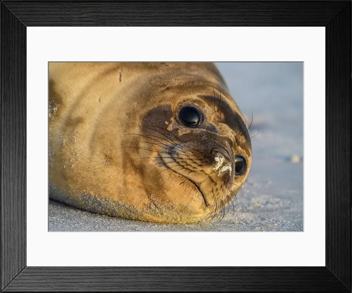 Framed Print : Southern elephant seal (Mirounga leonina), Sea Lion Island, East Falkland, Falkland Islands Framed Print : Southern elephant seal (Mirounga leonina), Sea Lion Island, East Falkland, Falkland Islands